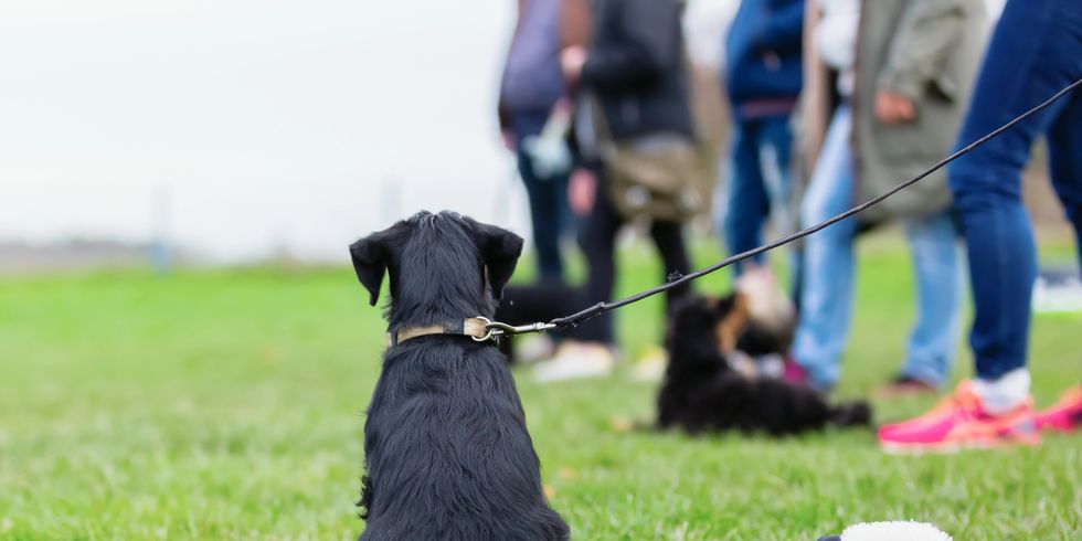 Hund an einer Hundeleine auf einer Wiese im Hintergrund stehen Personen