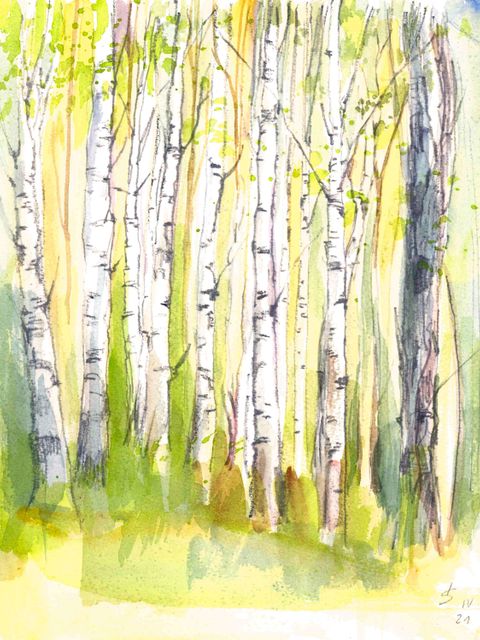 Bild vom Birkenwald mir aquarelle gemalt