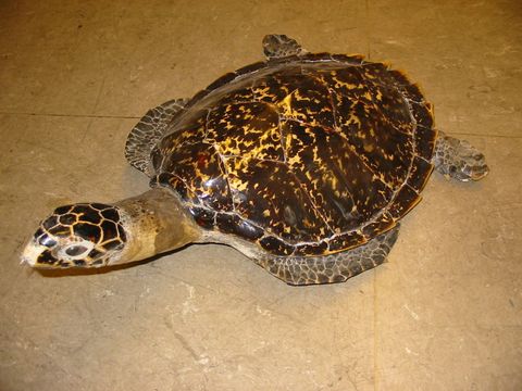Meeresschildkröte