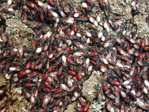 Lindenwanzen am Stamm (Bild: Pflanzenschutzamt Berlin)