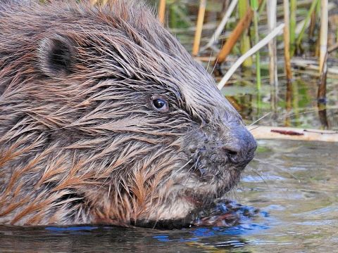 Inzwischen lassen sich Spuren von Bibern auf der Halbinsel Stralau regelmäßig nachweisen