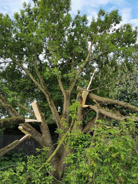 (Bild: BA Treptow-Köpenick)