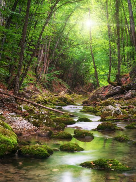 Ein Fluß der durch eine Wald fließt