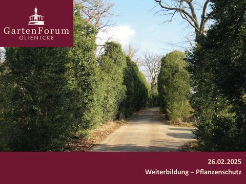 Weg mit 150-jährigen Buchsbäumen auf der Pfaueninsel (Bild: Stiftung Preußische Schlösser und Gärten, Jan Uhlig)