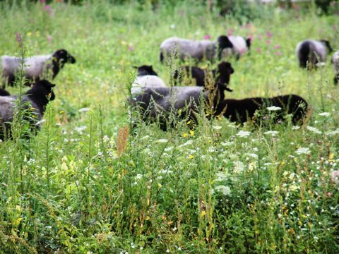 Landschaftspark Herzberge