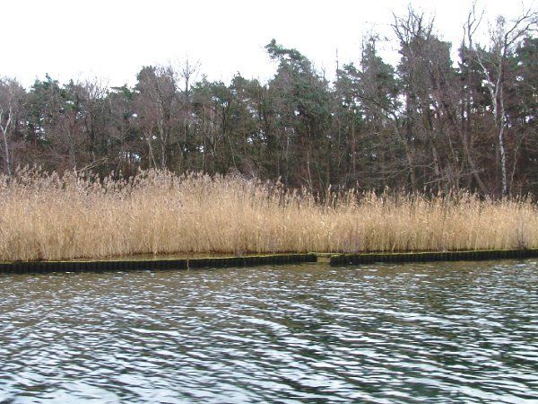 Abb. 3a: Seddinsee, Abschnitt 98 am Südostufer, mit „gering veränderter“ Seeuferstruktur