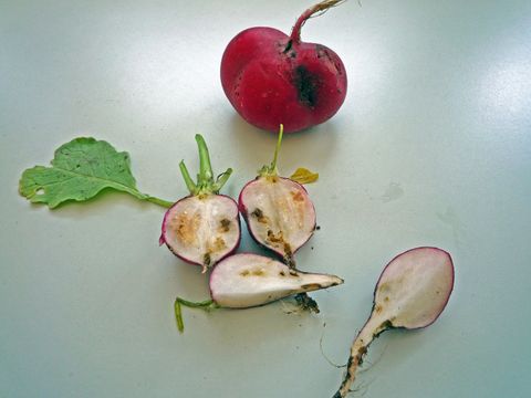 Kohlfliegen-Arten an Radies (Bild: Pflanzenschutzamt Berlin)
