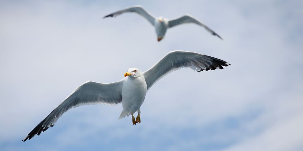 Möwen am Himmel