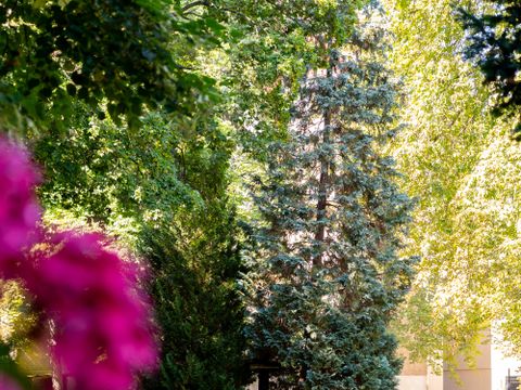 Friedhof mit Gräbern und Bäumen
