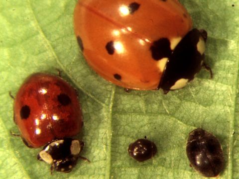 Vier Marienkäfer auf einem Blatt - Nützlinge im Garten