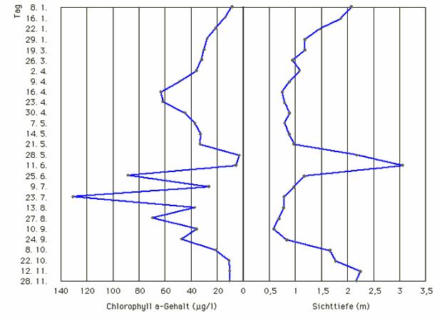 Abb. 4: Chlorophyll a-Gehalt und Sichttiefe im Großen Müggelsee (Seemitte) 1991