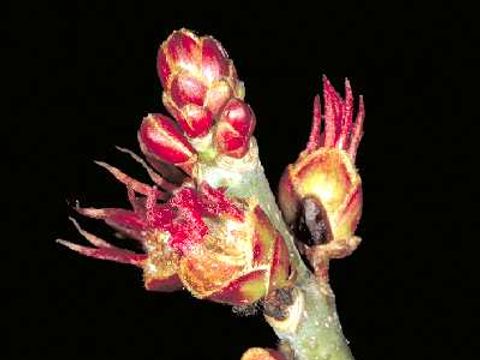 Silber-Ahorn - Silber-Ahornknospen in Nahaufnahme