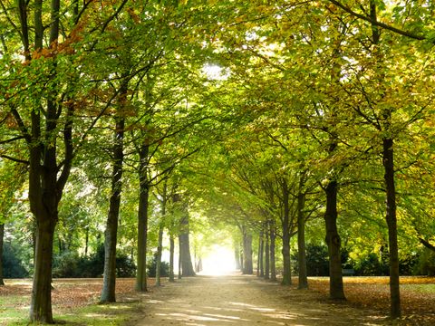 walk in the park
