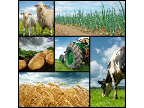 Agriculture collage