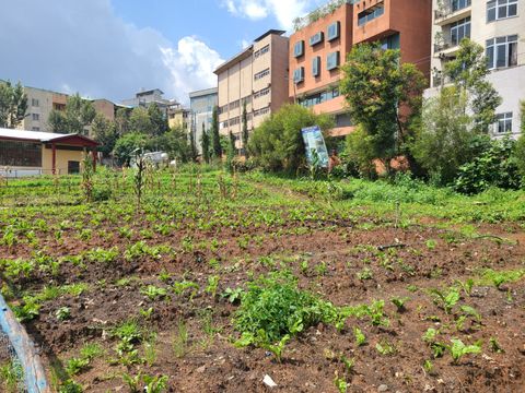 Schulgarten in Lideta