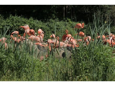 Flamingos hinter hohem Schilf im Tierpark Berlin
