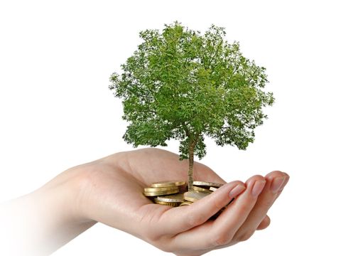 Palms with a tree growng from pile of coins