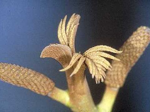 Kaukasische Flügelnuss - Knospen des Flügelnussbaums in Nahaufnahme