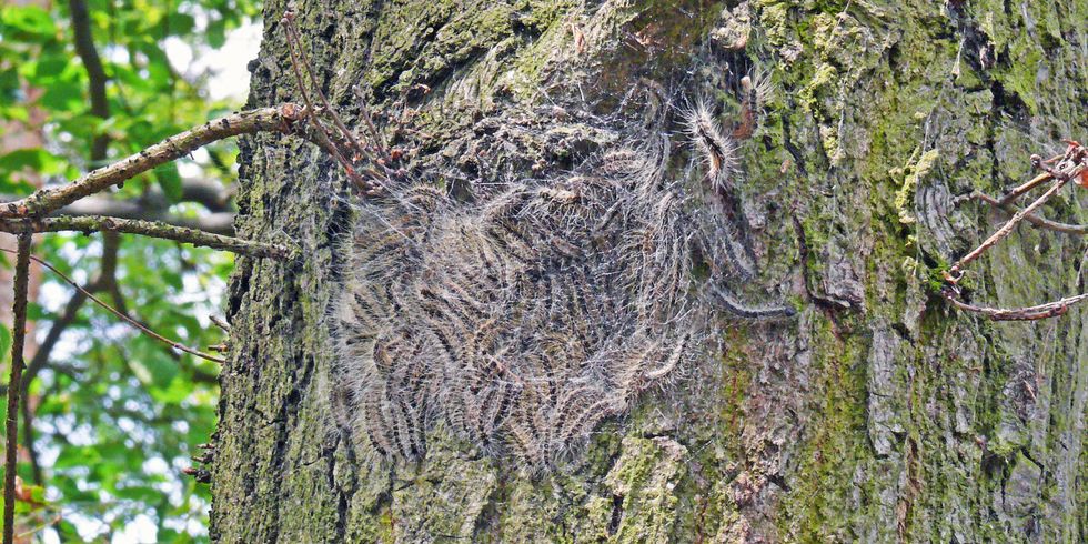 Eichenprozessionsspinner im Grunewald