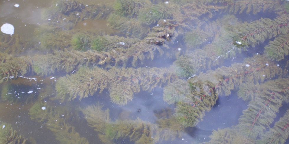 Hornblatt (Ceratophyllum demersum)