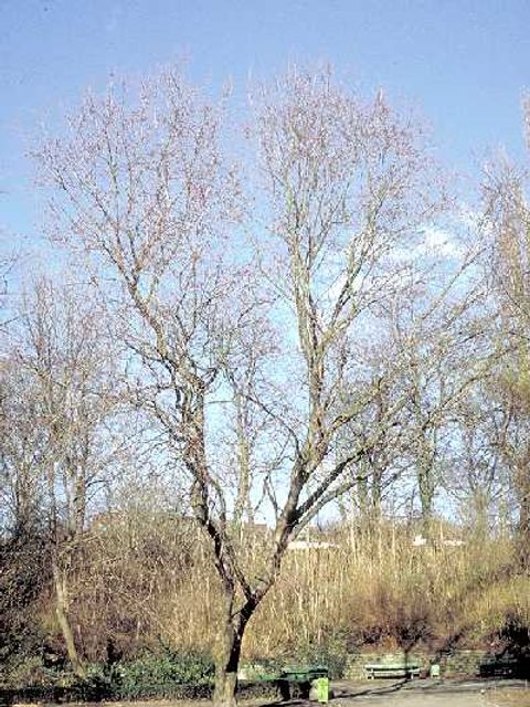 Silber-Ahorn - Silber-Ahornbaum