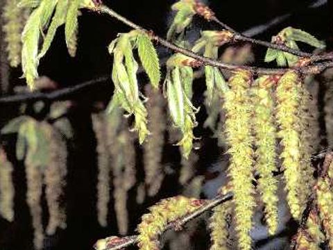 Hainbuche - Knospen einer Hainbuche