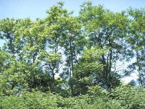 Götterbaum - Mehrere Götterbäume