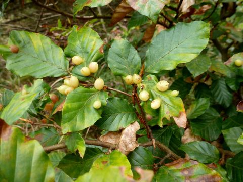 Gallen der Buchengallmücke (Bild: Pflanzenschutzamt Berlin)