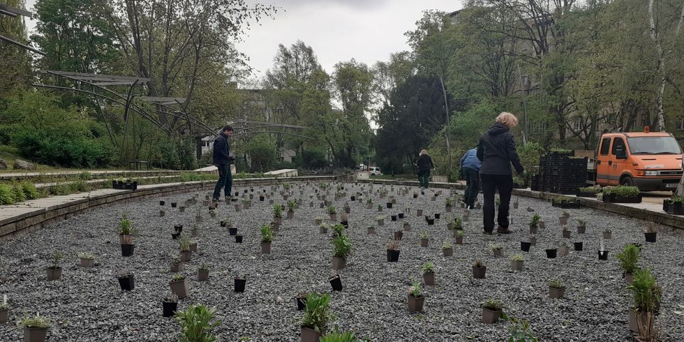 Staudenmischpflanzungen in Grünanlagen in Kreuzberg