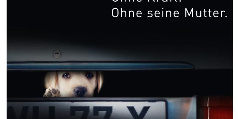 Ein Hund schaut aus einem Kofferraum, der nur einen Spalt geöffnet ist