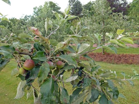 Apfelbaum
