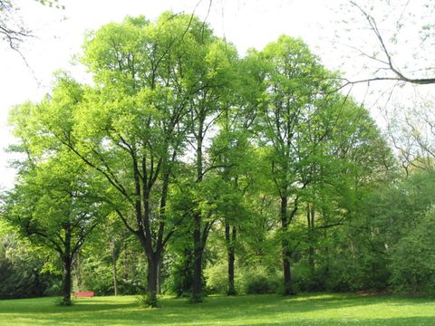 Park