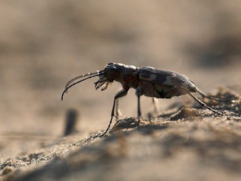 Sandlaufkäfer (Bild: Florian Möllers)