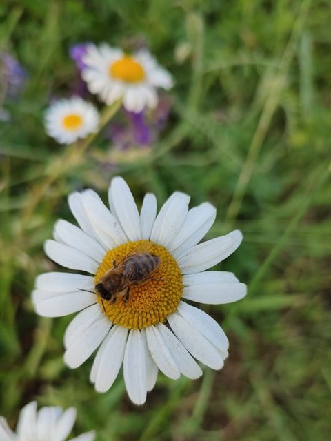 BA Friedrichshain-Kreuzberg