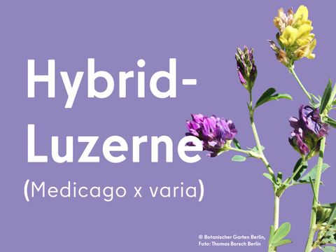 Hybrid-Luzerne