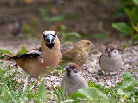 Kernbeißer auf einer Wiese zwischen Spatzen