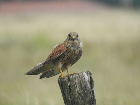 Turmfalken spähen von einer Sitzwarte oder im charakteristischen Rüttelflug nach Beute