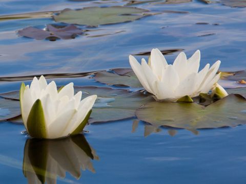 3 weißen Seerosen auf der blauen Wasseroberfläche