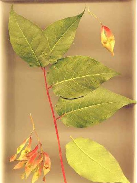 Götterbaum - Blätter des Götterbaums
