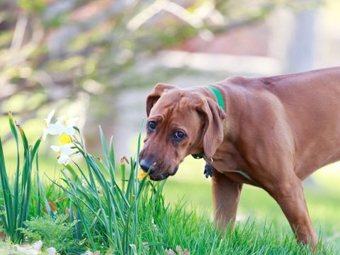 Hund auf einer Wiese Rhodesian Ridgeback riechende Blume