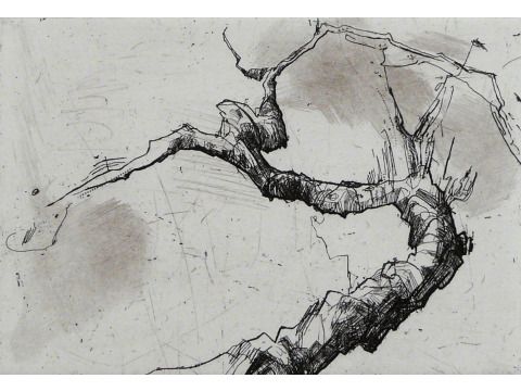 Baumstudie von Peter Schulz Leonhardt