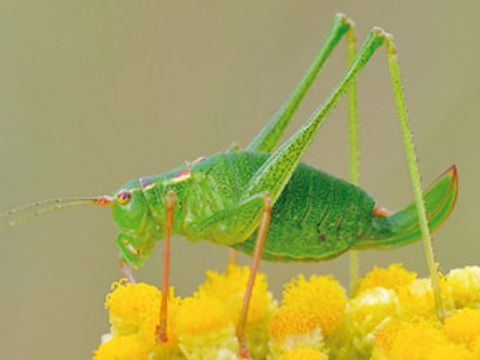 Punktierte Zartschrecke (Bild: Sebastian Hennigs)