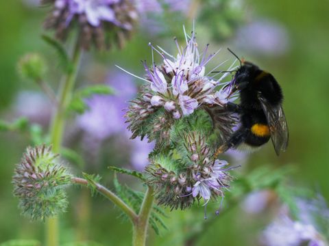 Hummel auf Blume