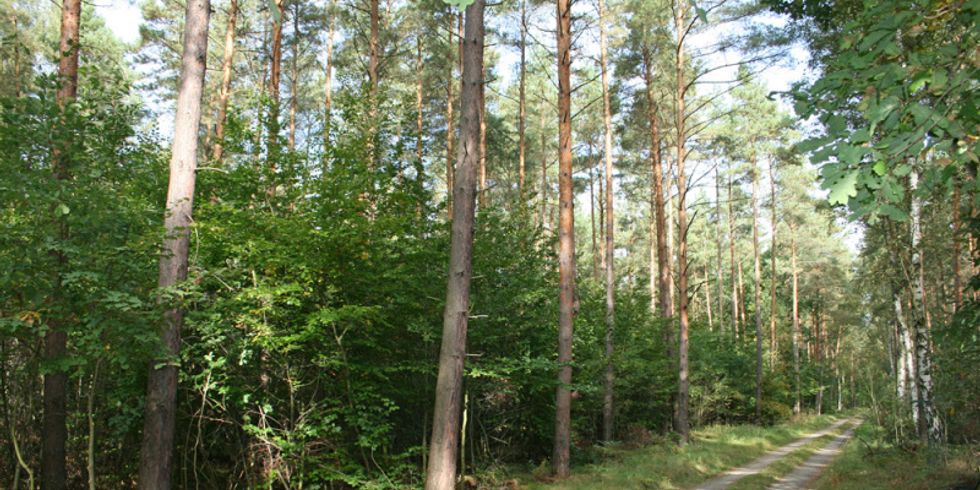 Kiefernaltholz mit Buchen