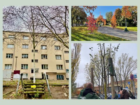 Rückblick Bäume - allgemein