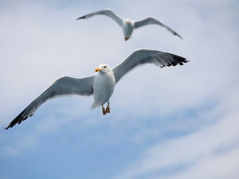 Möwen am Himmel