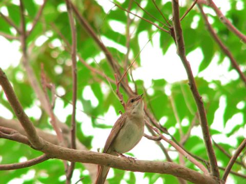 Bodenbrüter - Nachtigall