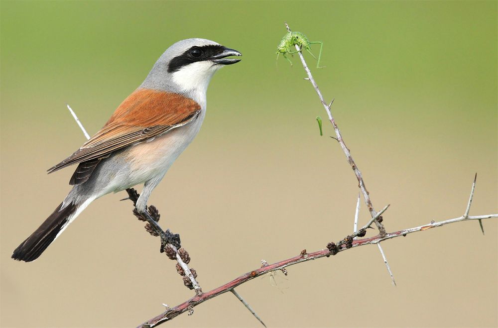 Neuntöter (Bild: Wolfgang Brandmeier)