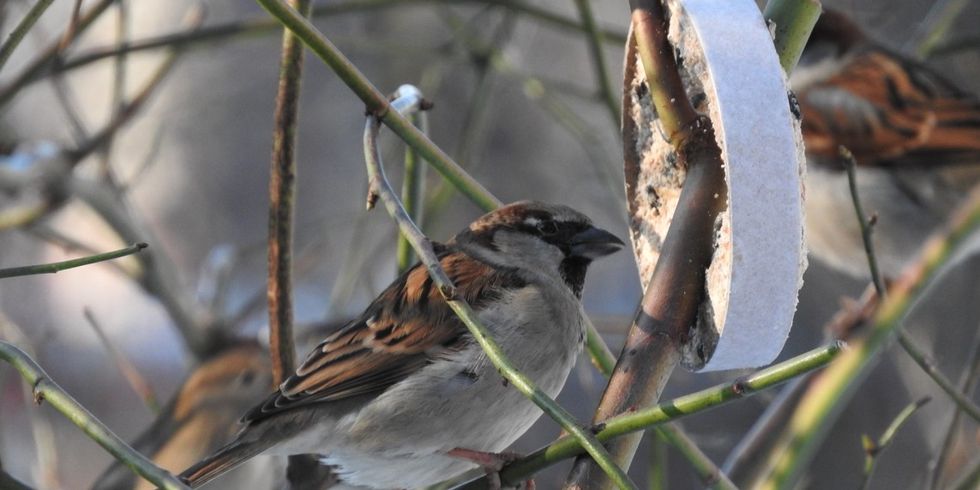 Ein Wildvogel stillt seinen Hunger an einer Futterstelle