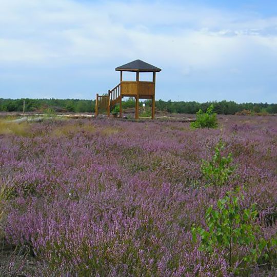 Aussichtsturm in der Schönower Heide